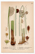 1926 Rush, Rushes, Juncus effesus (Juncus effesus, Conglomeratus, Glaucus, Filiformis, Arcticus) botanical print by C. A. M. Lindman, Plate 396