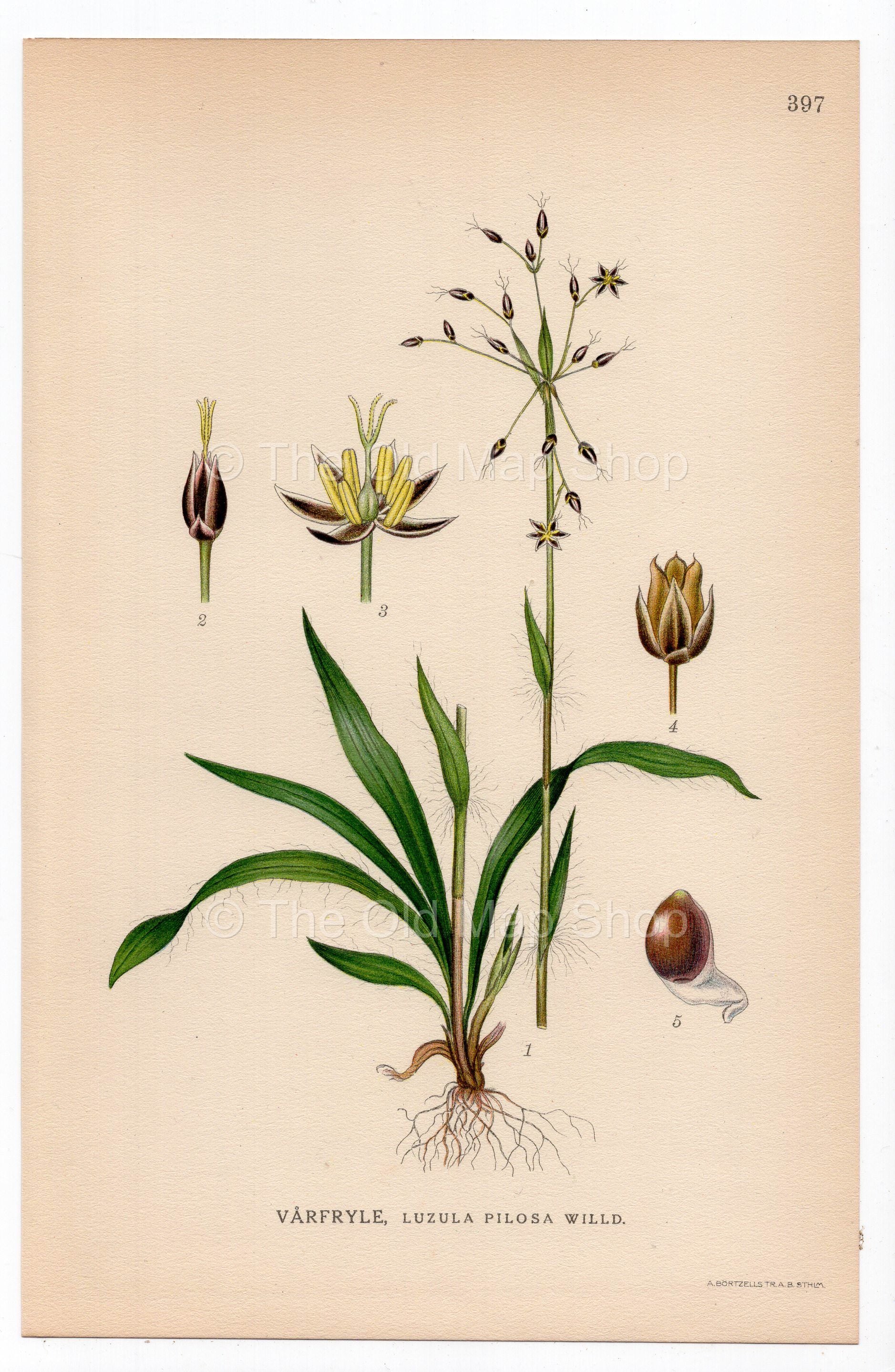 1926 Hairy Wood-rush, Rush (Luzula pilosa) botanical print by C. A. M. Lindman, Plate 397