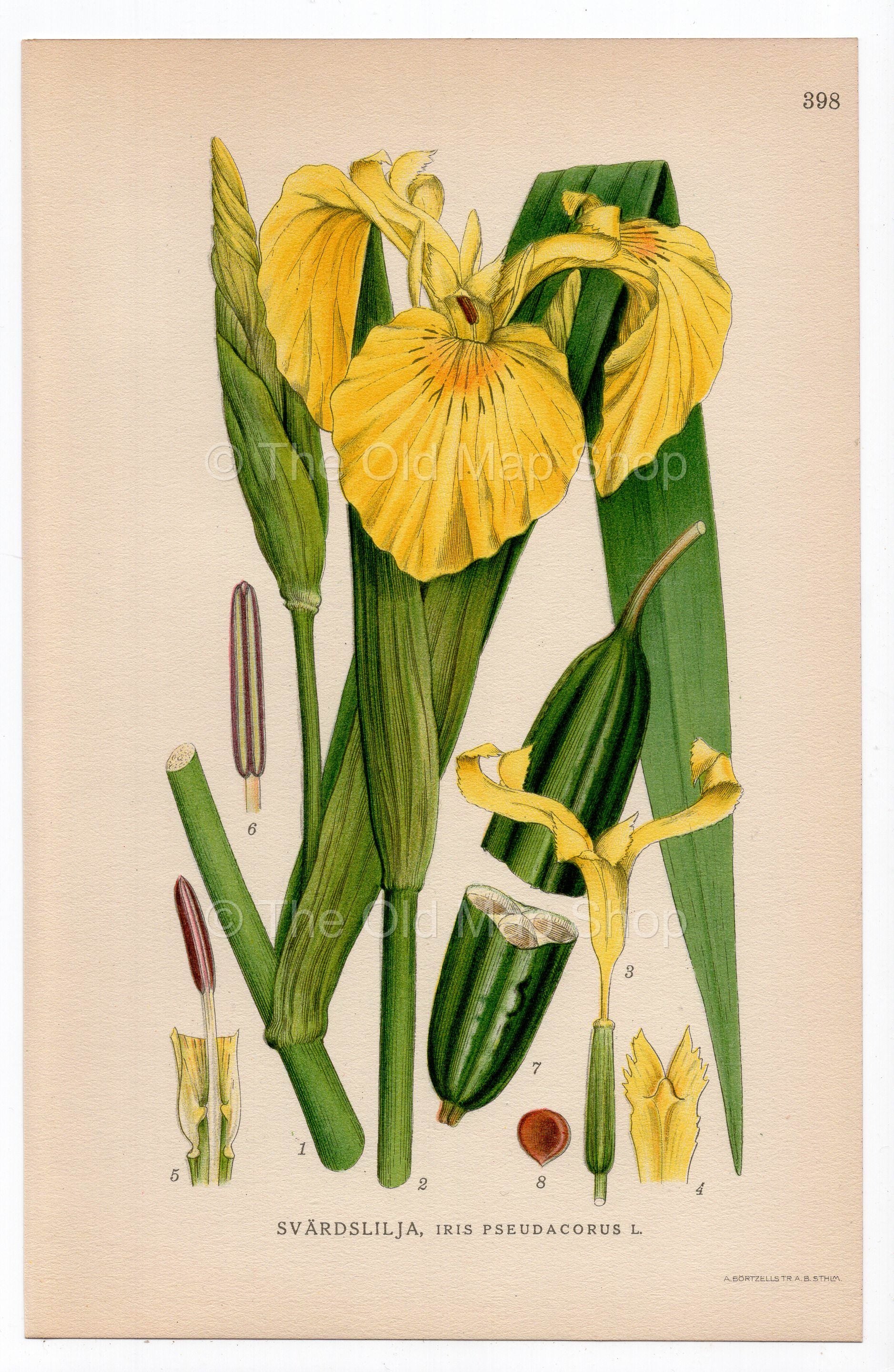 1926 Yellow Flag, Yellow Iris, Water Flag (Iris pseudacorus) botanical print by C. A. M. Lindman, Plate 398