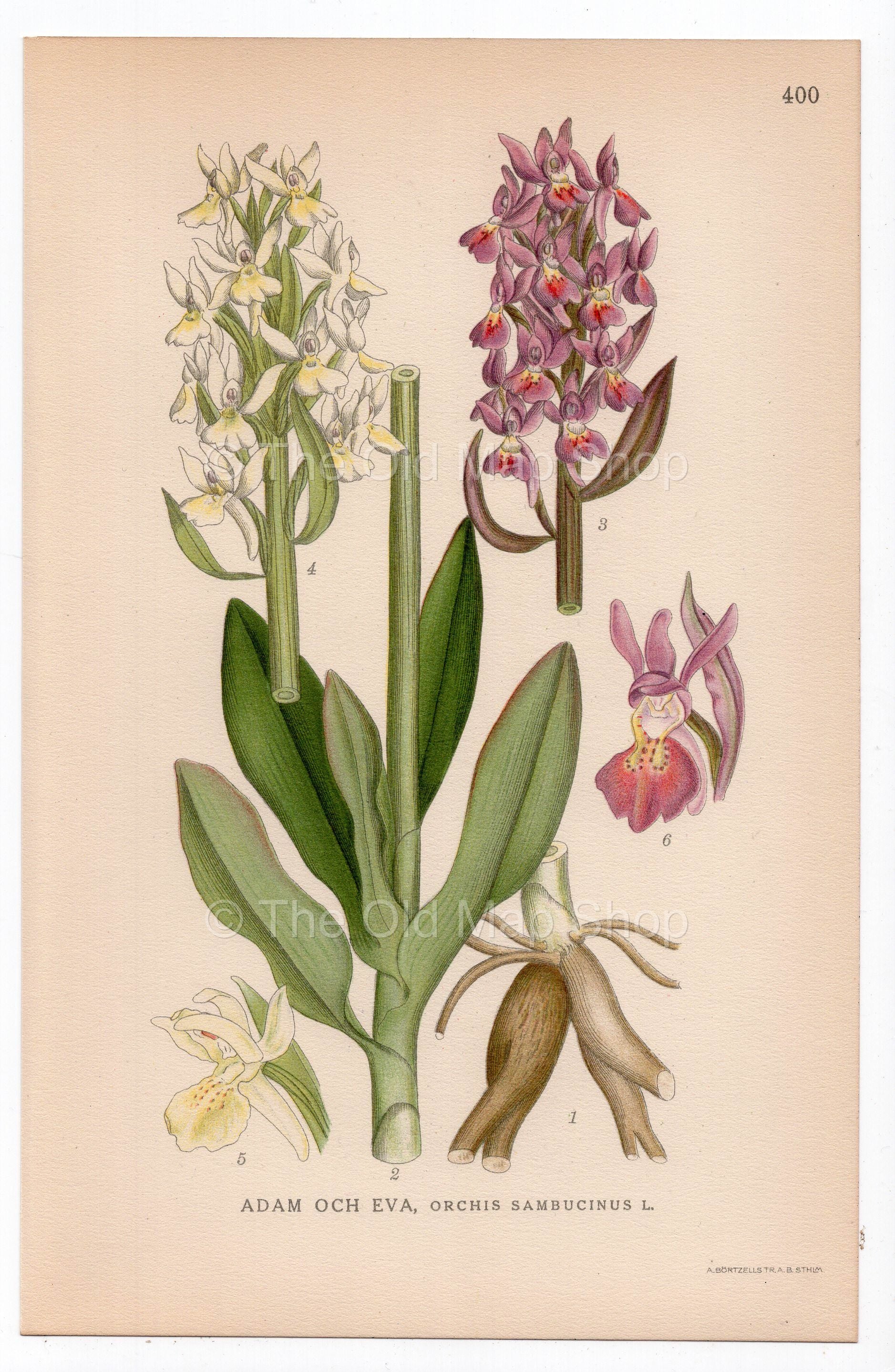 1926 Elder-flowered Orchid (Dactylorhiza sambucina, Orchis sambucinus) botanical print by C. A. M. Lindman, Plate 400
