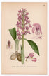 1926 Early-purple orchid (Orchis mascula, Orchis masculus) botanical print by C. A. M. Lindman, Plate 401