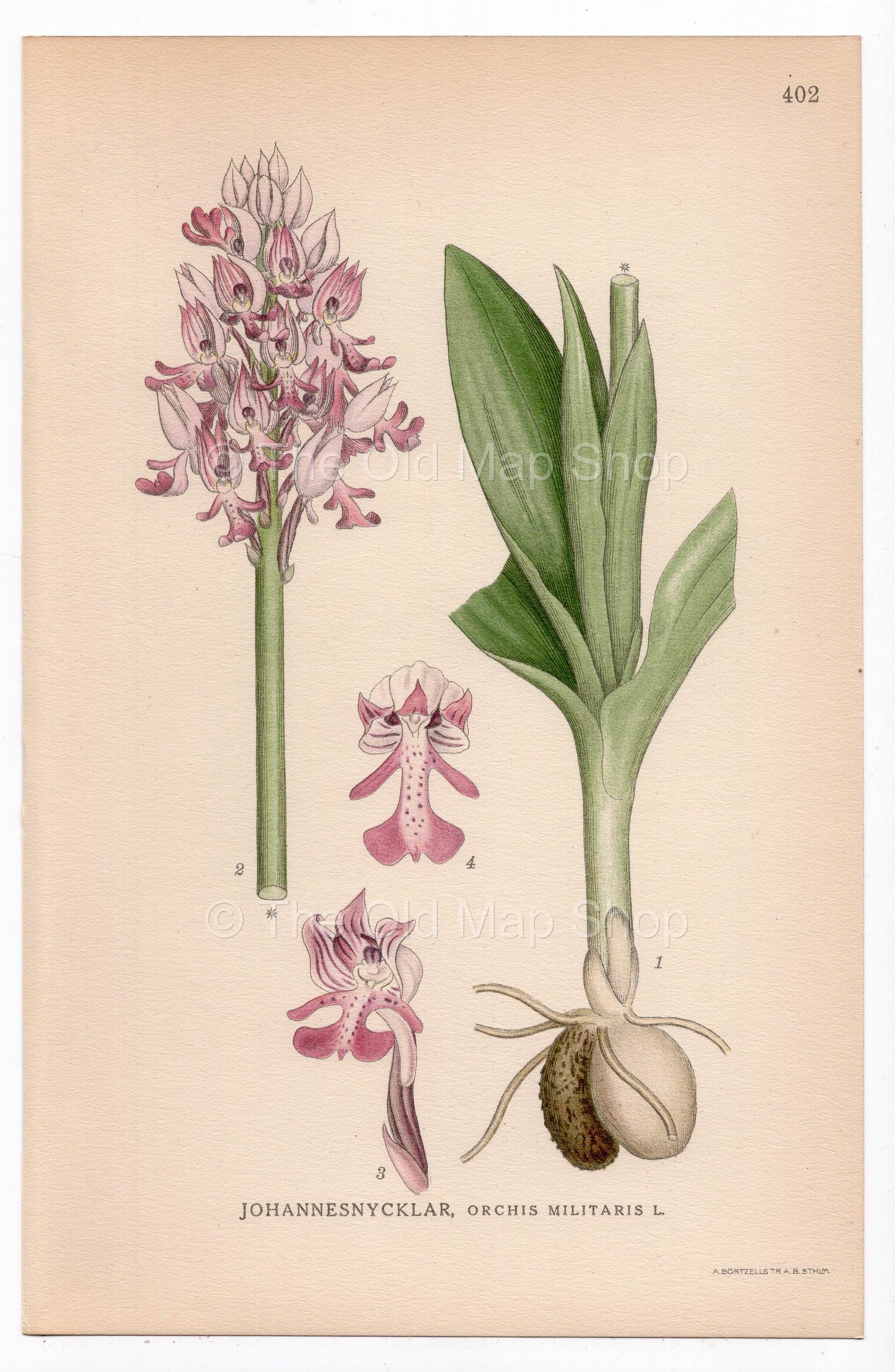 1926 Military orchid (Orchis militaris) botanical print by C. A. M. Lindman, Plate 402