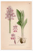1926 Military orchid (Orchis militaris) botanical print by C. A. M. Lindman, Plate 402