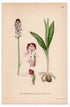 1926 Burnt-tip orchid (Orchis ustulata, Orchis ustulatus) botanical print by C. A. M. Lindman, Plate 403