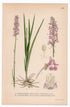 1926 Marsh Fragrant Orchid, Gymnadenia conopsea (Gymnadenia conopsea, odoratissima) botanical print by C. A. M. Lindman, Plate 404