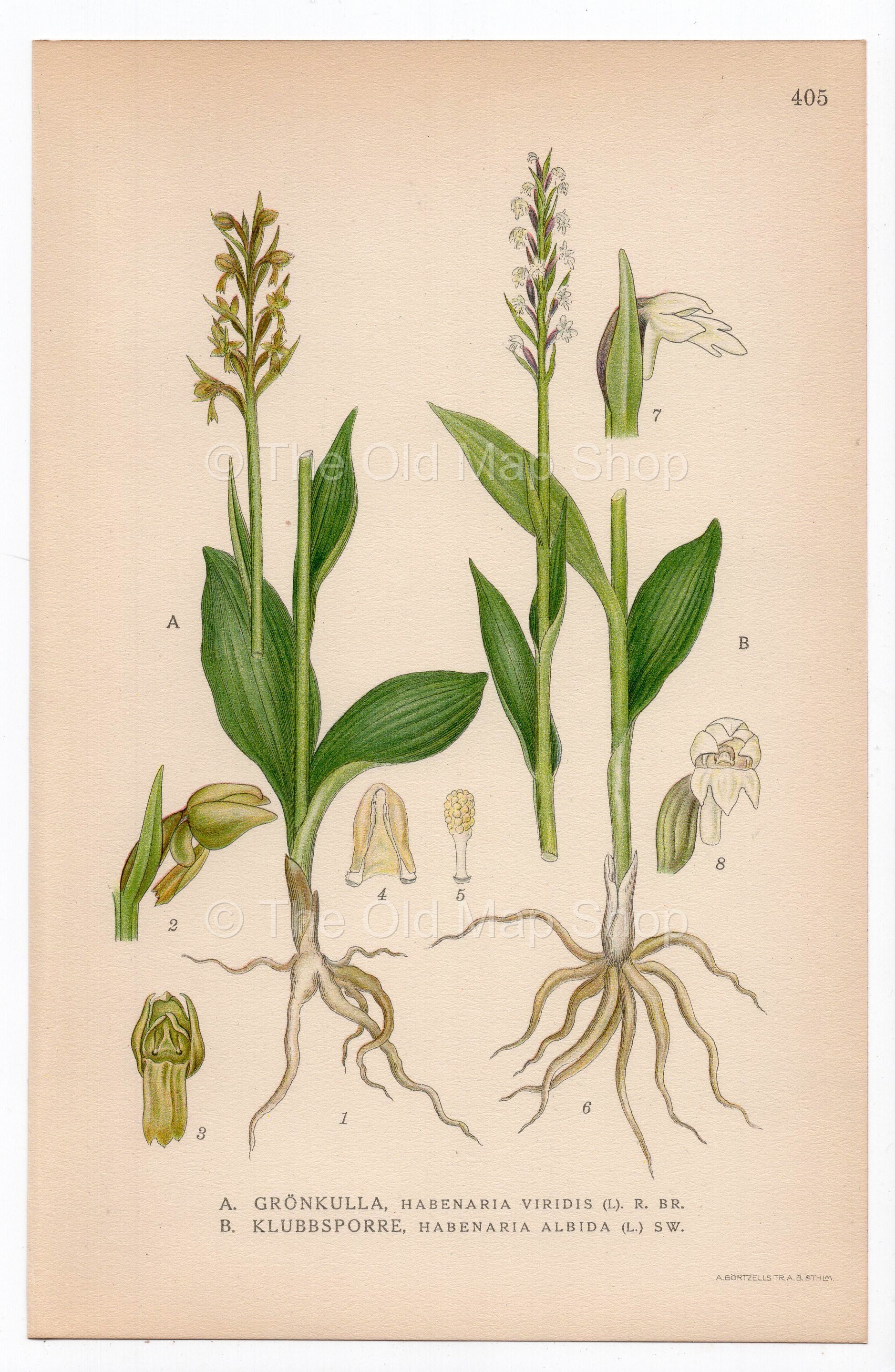 1926 Frog Orchid, Small White Orchid (Habenaria viridis, Habenaria albida) botanical print by C. A. M. Lindman, Plate 405