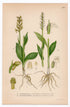 1926 Frog Orchid, Small White Orchid (Habenaria viridis, Habenaria albida) botanical print by C. A. M. Lindman, Plate 405
