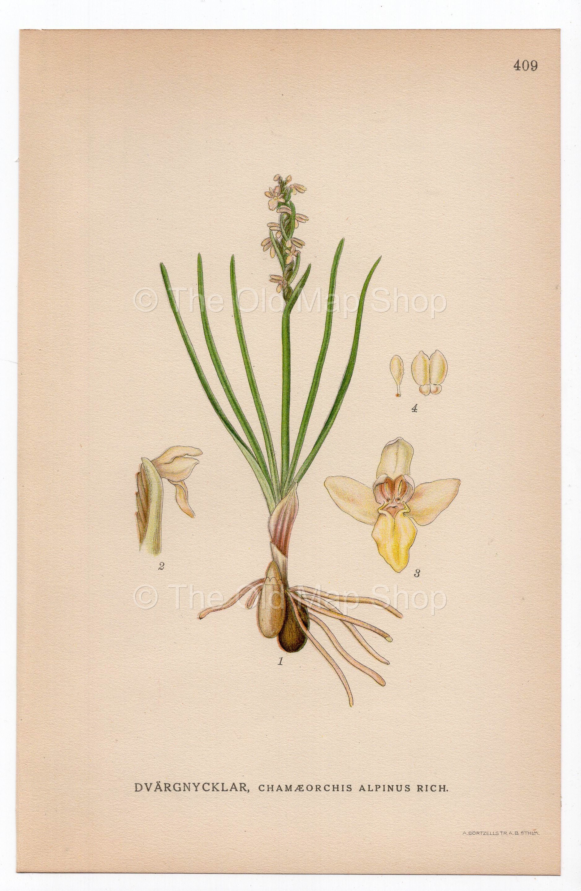 1926 False Orchid, Chamorchis alpina (Chamaeorchis alpinus) botanical print by C. A. M. Lindman, Plate 409