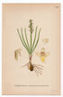 1926 False Orchid, Chamorchis alpina (Chamaeorchis alpinus) botanical print by C. A. M. Lindman, Plate 409