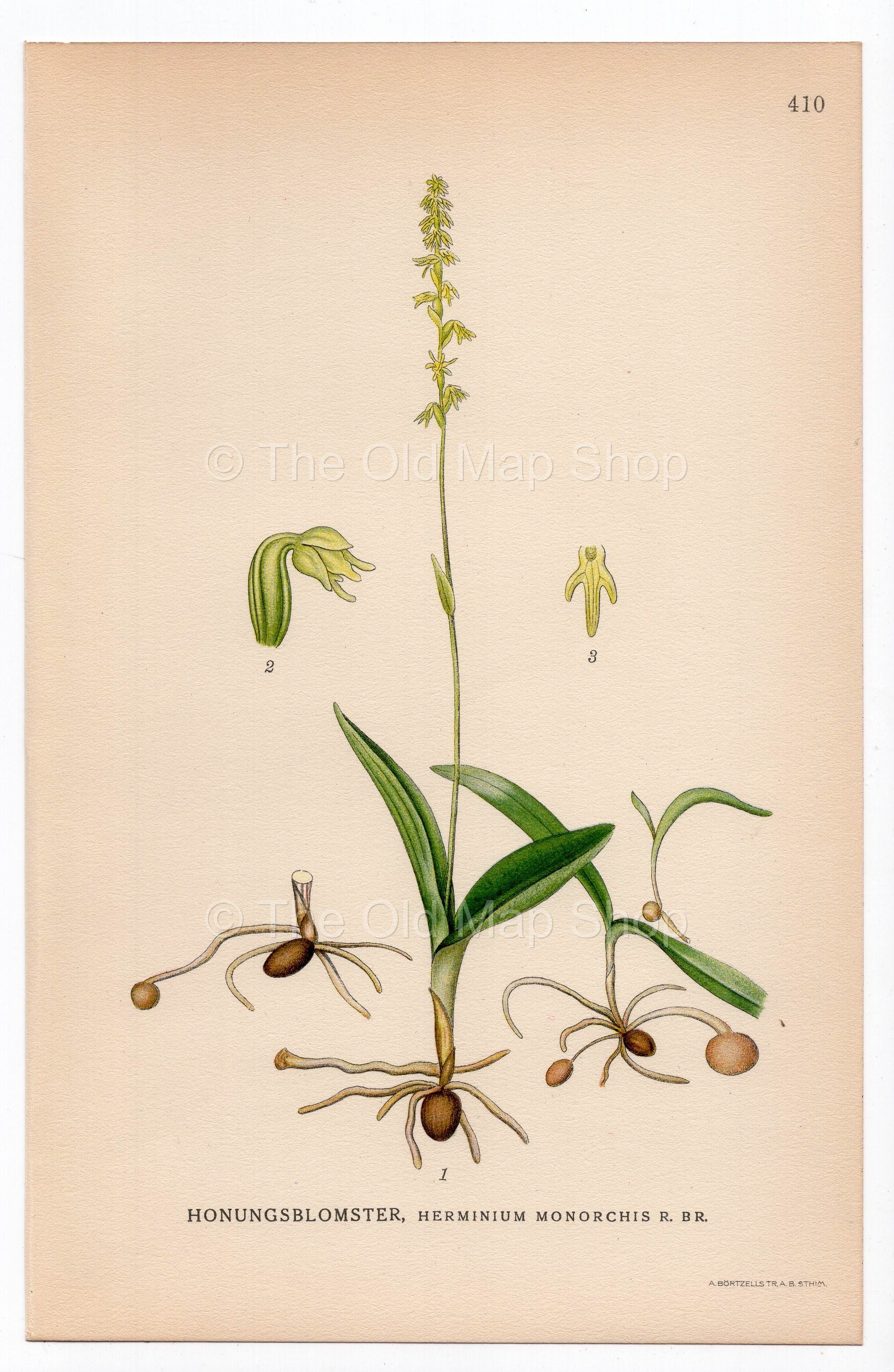 1926 Musk Orchid (Herminium monorchis) botanical print by C. A. M. Lindman, Plate 410