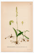 1926 Musk Orchid (Herminium monorchis) botanical print by C. A. M. Lindman, Plate 410
