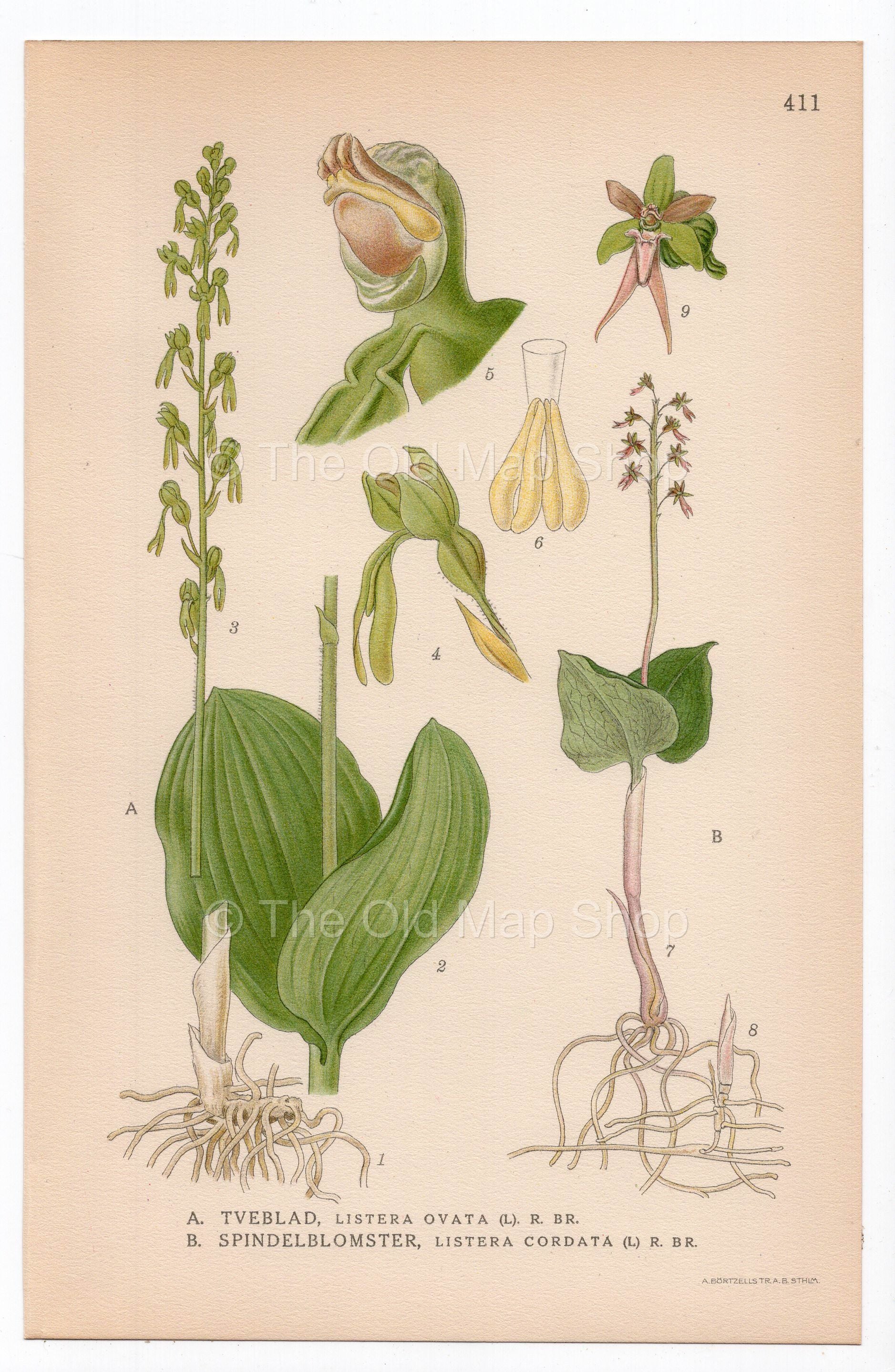1926 Common Twayblade, Neottia Orchid (Listera ovata, Listera cordata) botanical print by C. A. M. Lindman, Plate 411