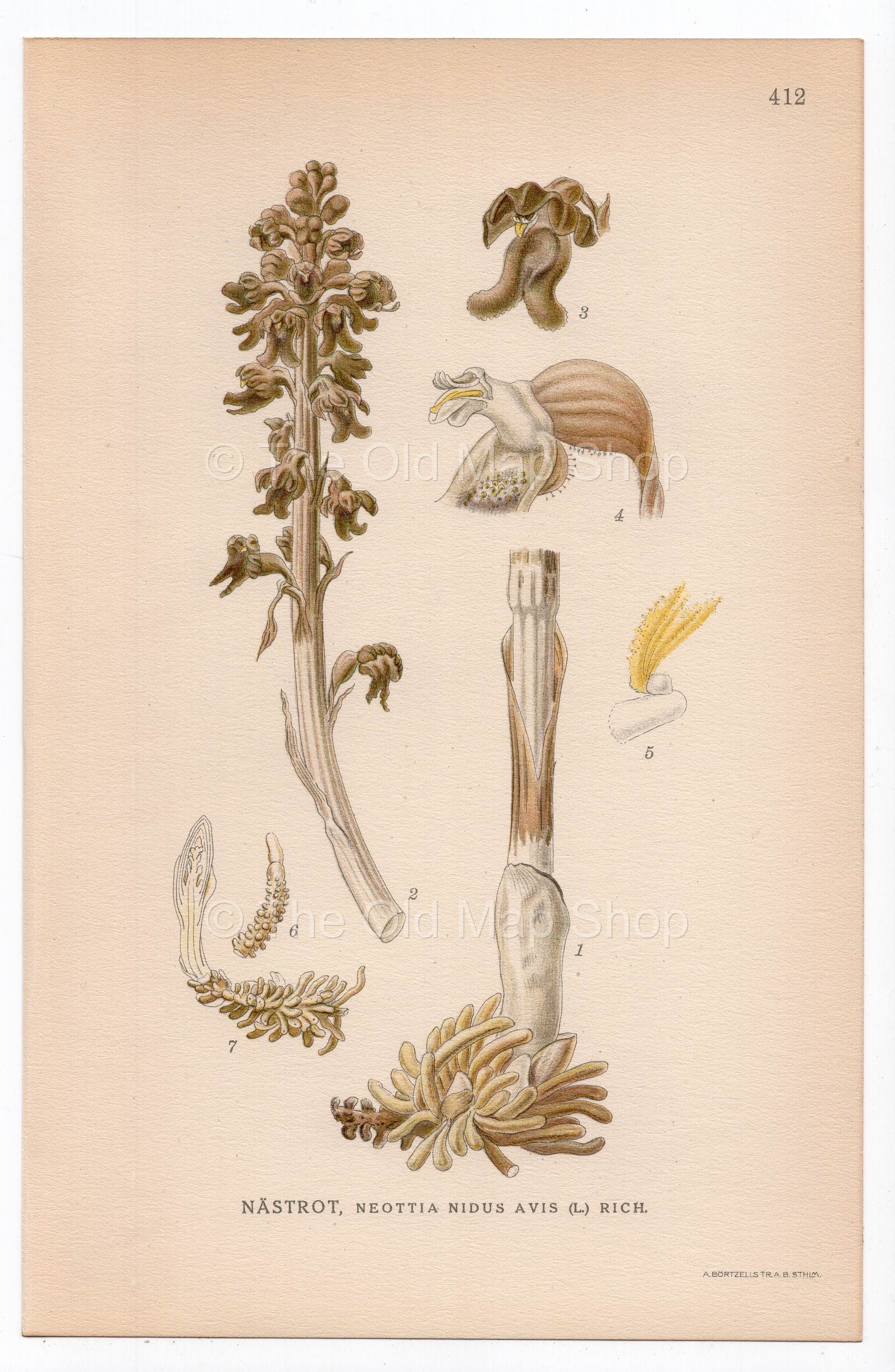 1926 Bird's-nest Orchid (Neottia nidus-avis) botanical print by C. A. M. Lindman, Plate 412