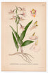 1926 Marsh Helleborine, Orchid (Helleborine palustris Schrank) botanical print by C. A. M. Lindman, Plate 413