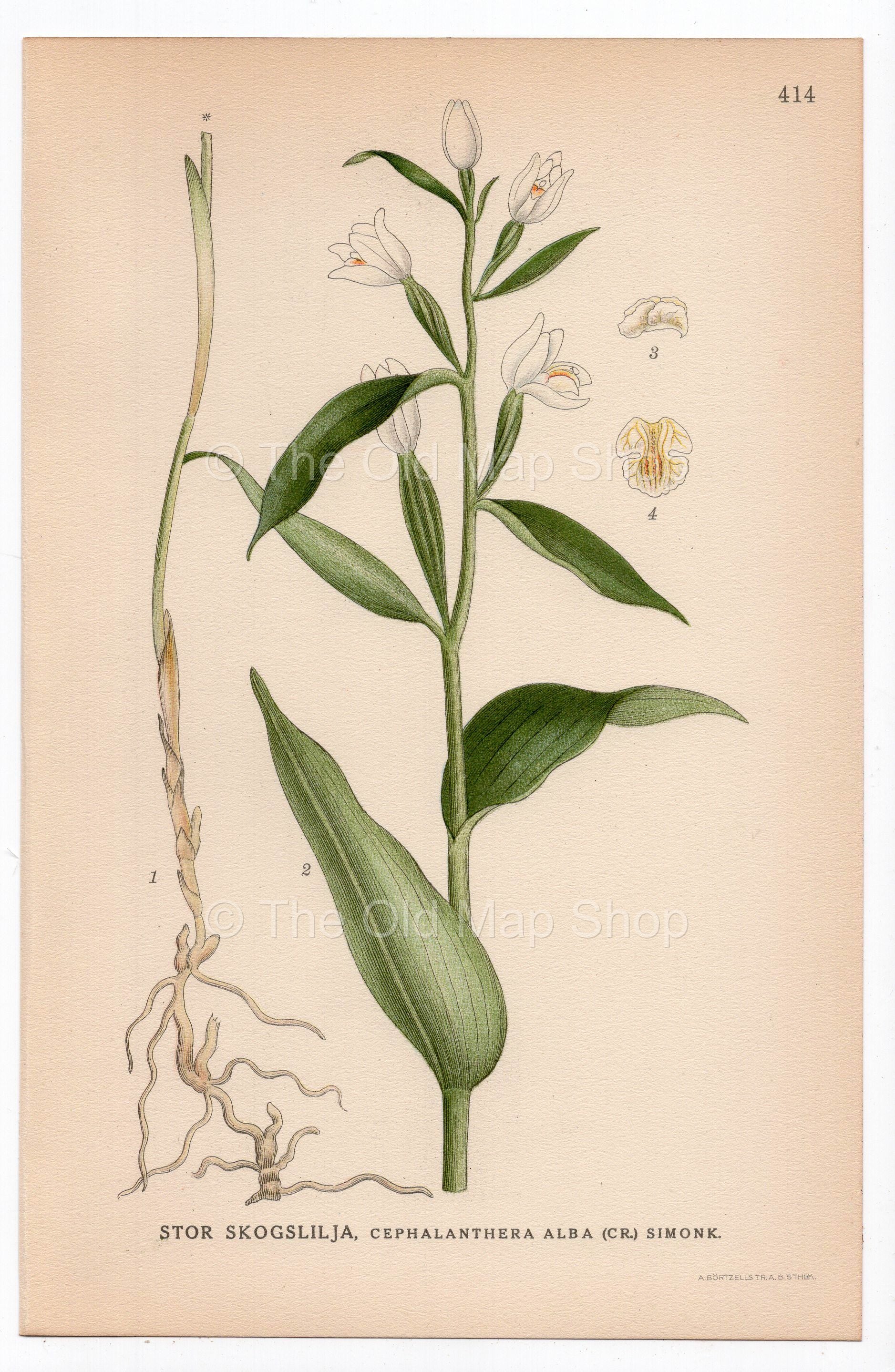 1926 White Helleborine, Orchid (Cephalanthera alba) botanical print by C. A. M. Lindman, Plate 414