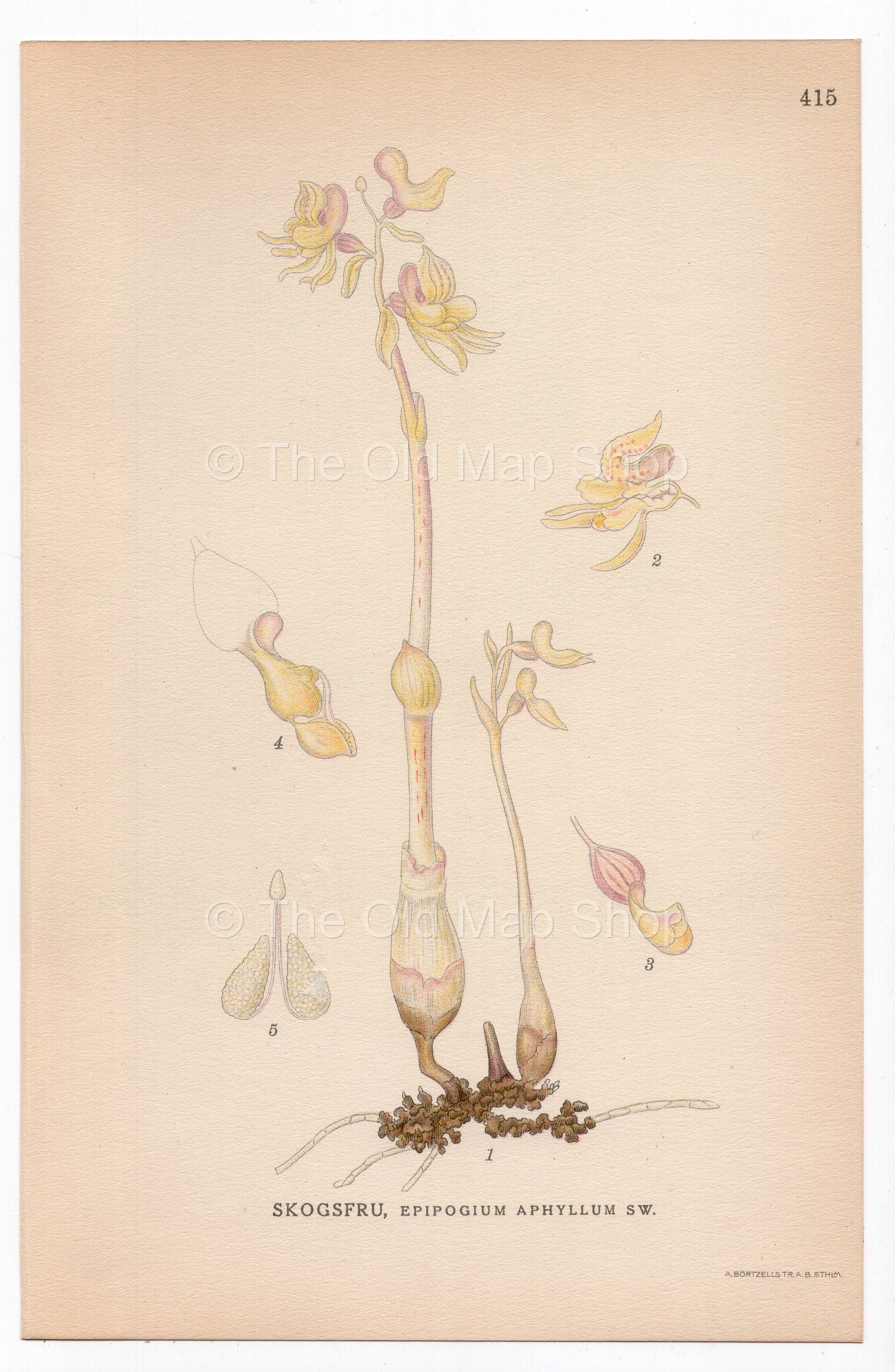 1926 Ghost Orchid (Epipogium aphyllum) botanical print by C. A. M. Lindman, Plate 415