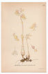 1926 Ghost Orchid (Epipogium aphyllum) botanical print by C. A. M. Lindman, Plate 415