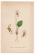 1926 Fairy Slipper Orchid (Calypso bulbosa) botanical print by C. A. M. Lindman, Plate 416