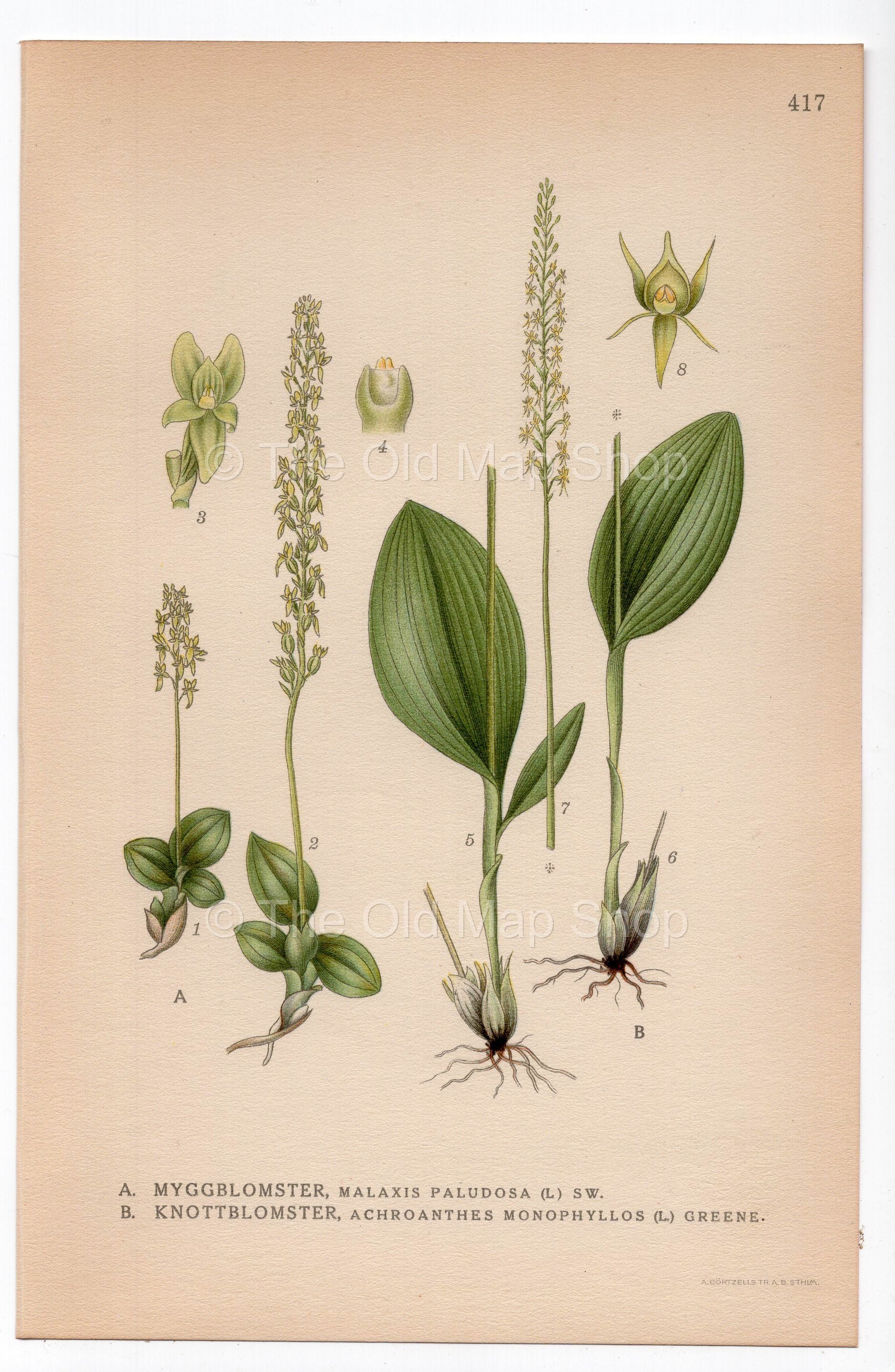 1926 Bog Orchid, Bog Adder's-mouth (Malaxis paludosa) botanical print by C. A. M. Lindman, Plate 417