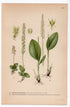 1926 Bog Orchid, Bog Adder's-mouth (Malaxis paludosa) botanical print by C. A. M. Lindman, Plate 417