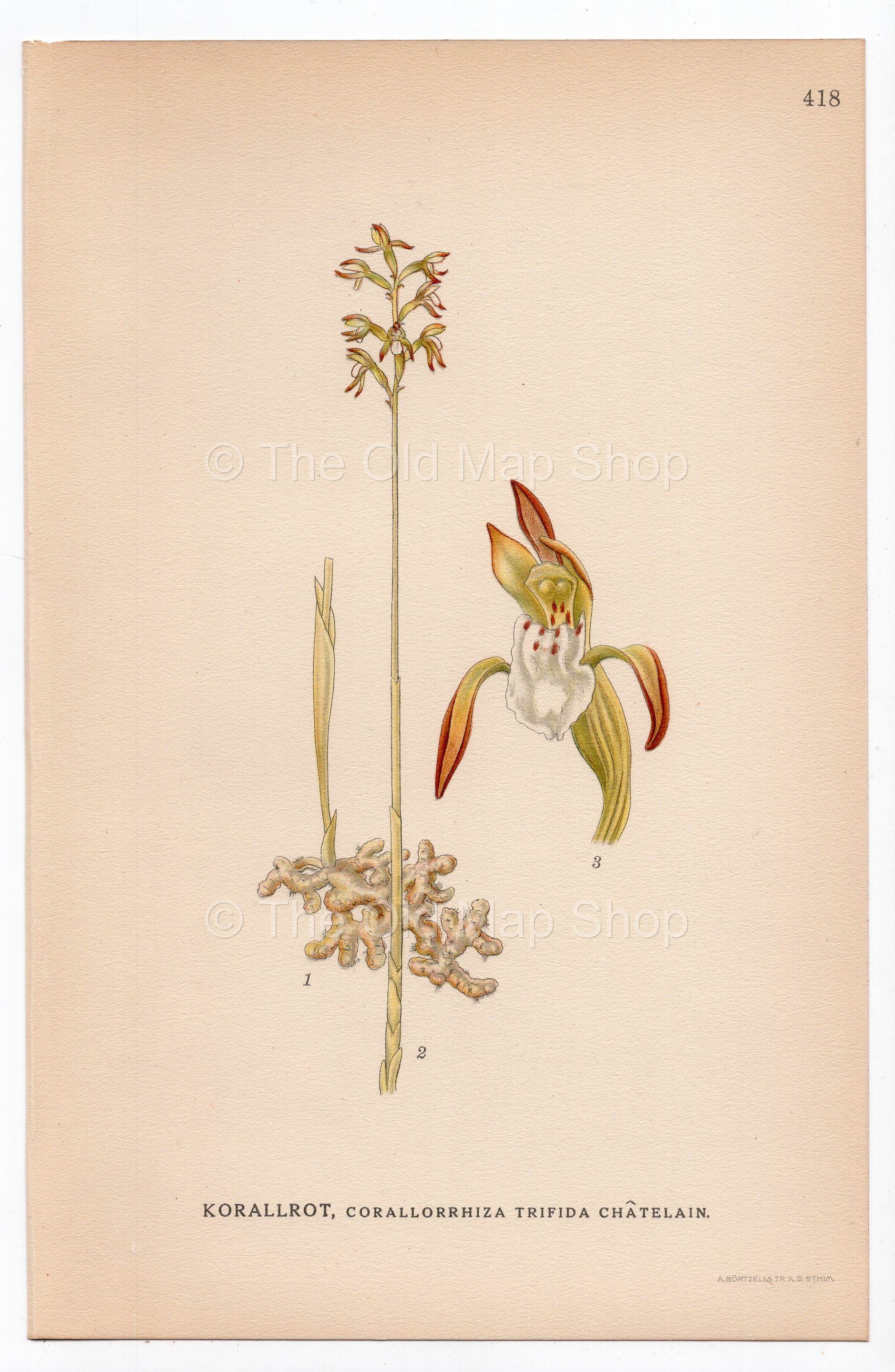 1926 Early Coralroot, Northern Coralroot, Orchid (Corallorhiza trifida) botanical print by C. A. M. Lindman, Plate 418