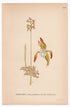 1926 Early Coralroot, Northern Coralroot, Orchid (Corallorhiza trifida) botanical print by C. A. M. Lindman, Plate 418