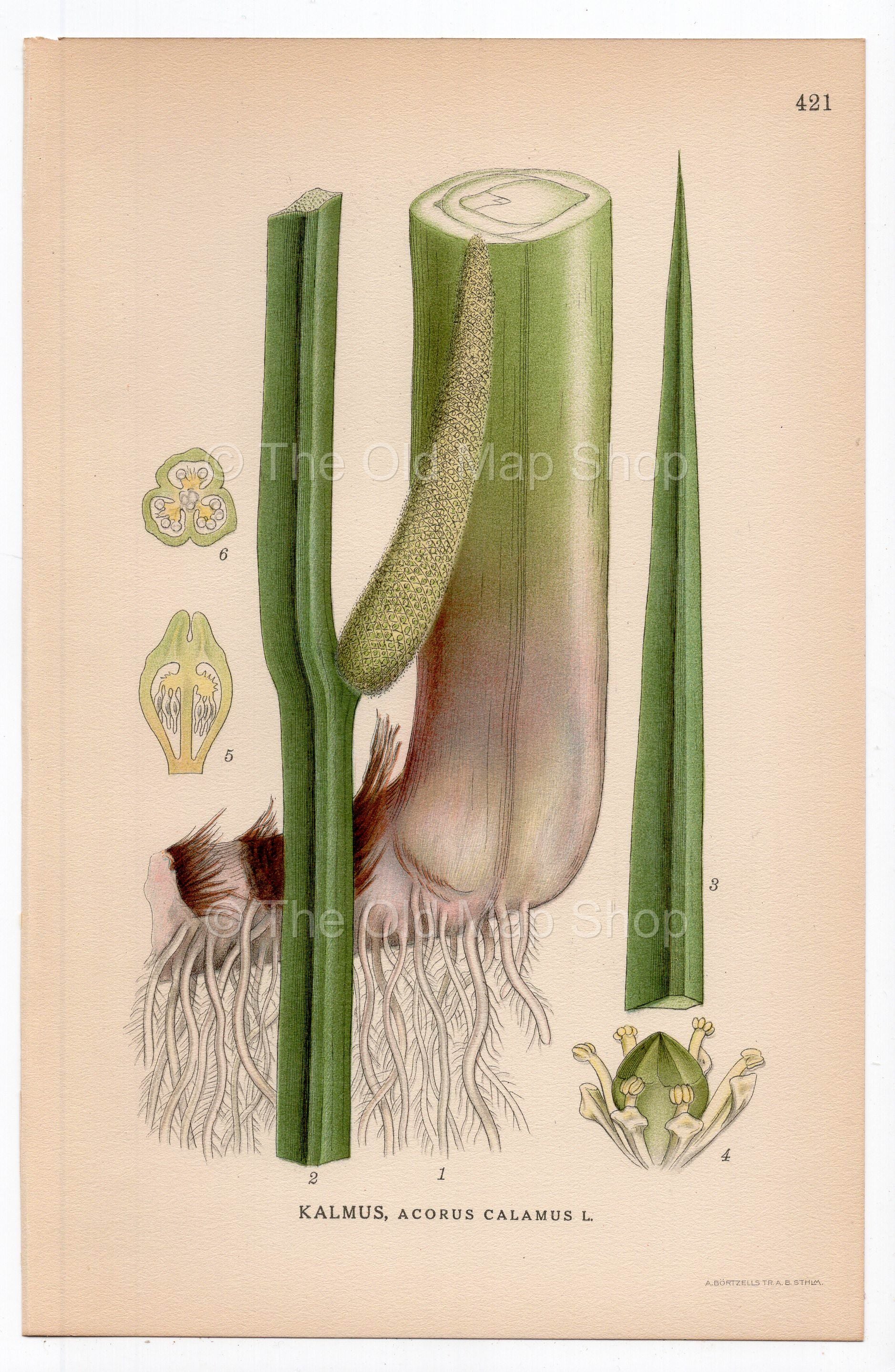 1926 Sweet Flag (Acorus calamus) botanical print by C. A. M. Lindman, Plate 421
