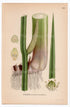 1926 Sweet Flag (Acorus calamus) botanical print by C. A. M. Lindman, Plate 421