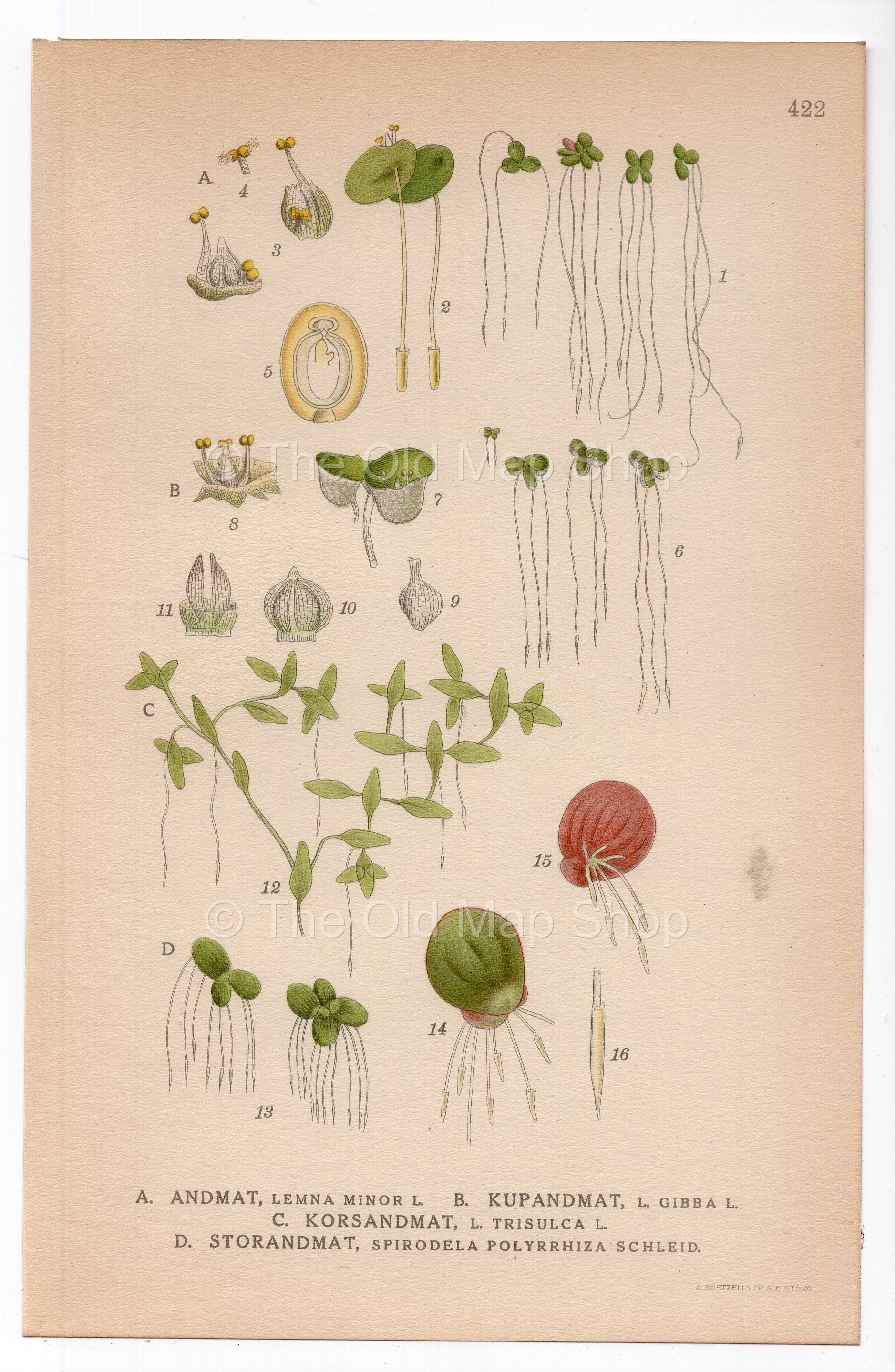 1926 Common Duckweed (Lemna minor) botanical print by C. A. M. Lindman, Plate 422