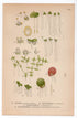 1926 Common Duckweed (Lemna minor) botanical print by C. A. M. Lindman, Plate 422