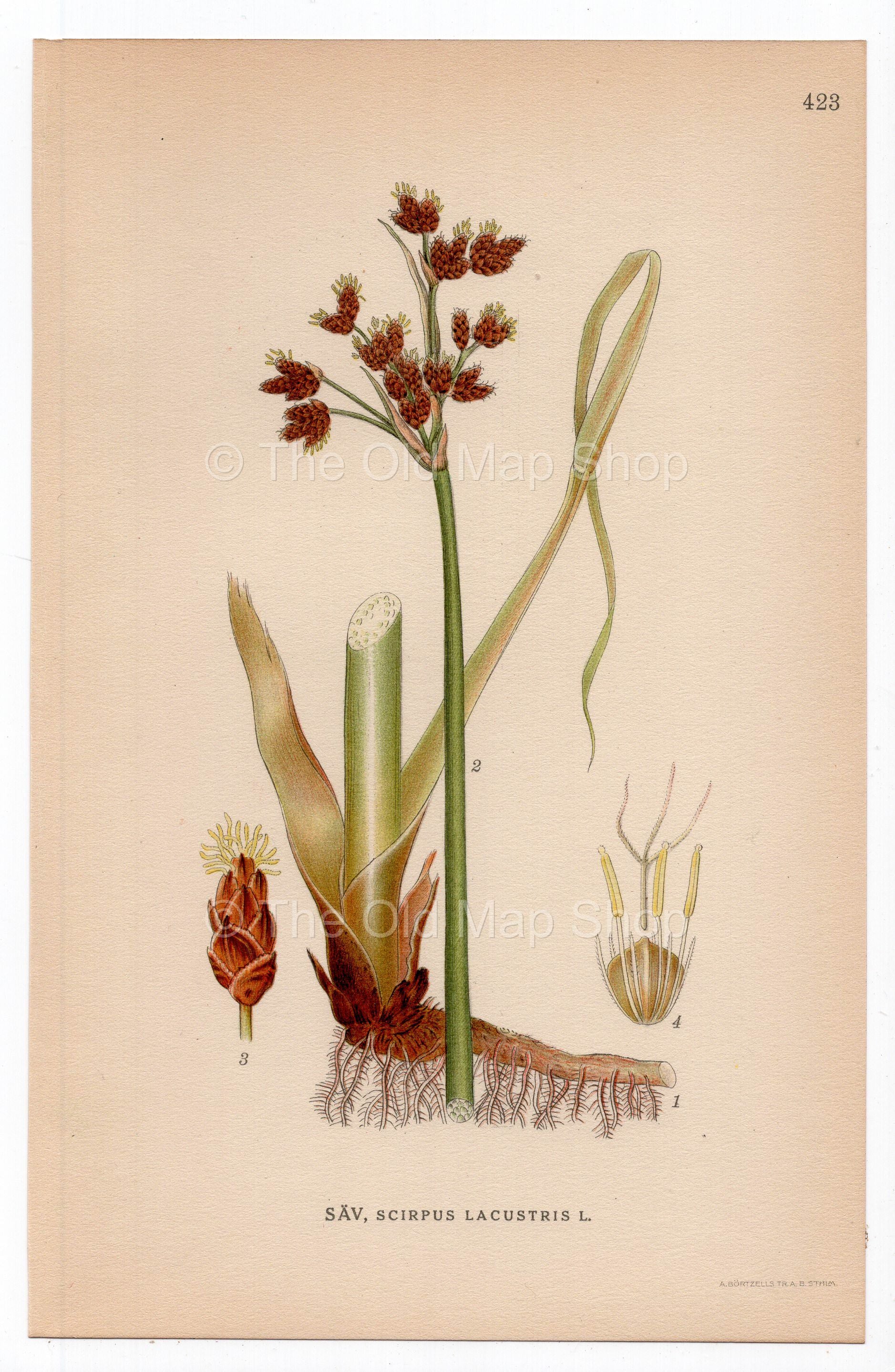 1926 Lakeshore Bulrush, Schoenoplectus lacustris (Scirpus lacustris) botanical print by C. A. M. Lindman, Plate 423