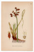 1926 Lakeshore Bulrush, Schoenoplectus lacustris (Scirpus lacustris) botanical print by C. A. M. Lindman, Plate 423