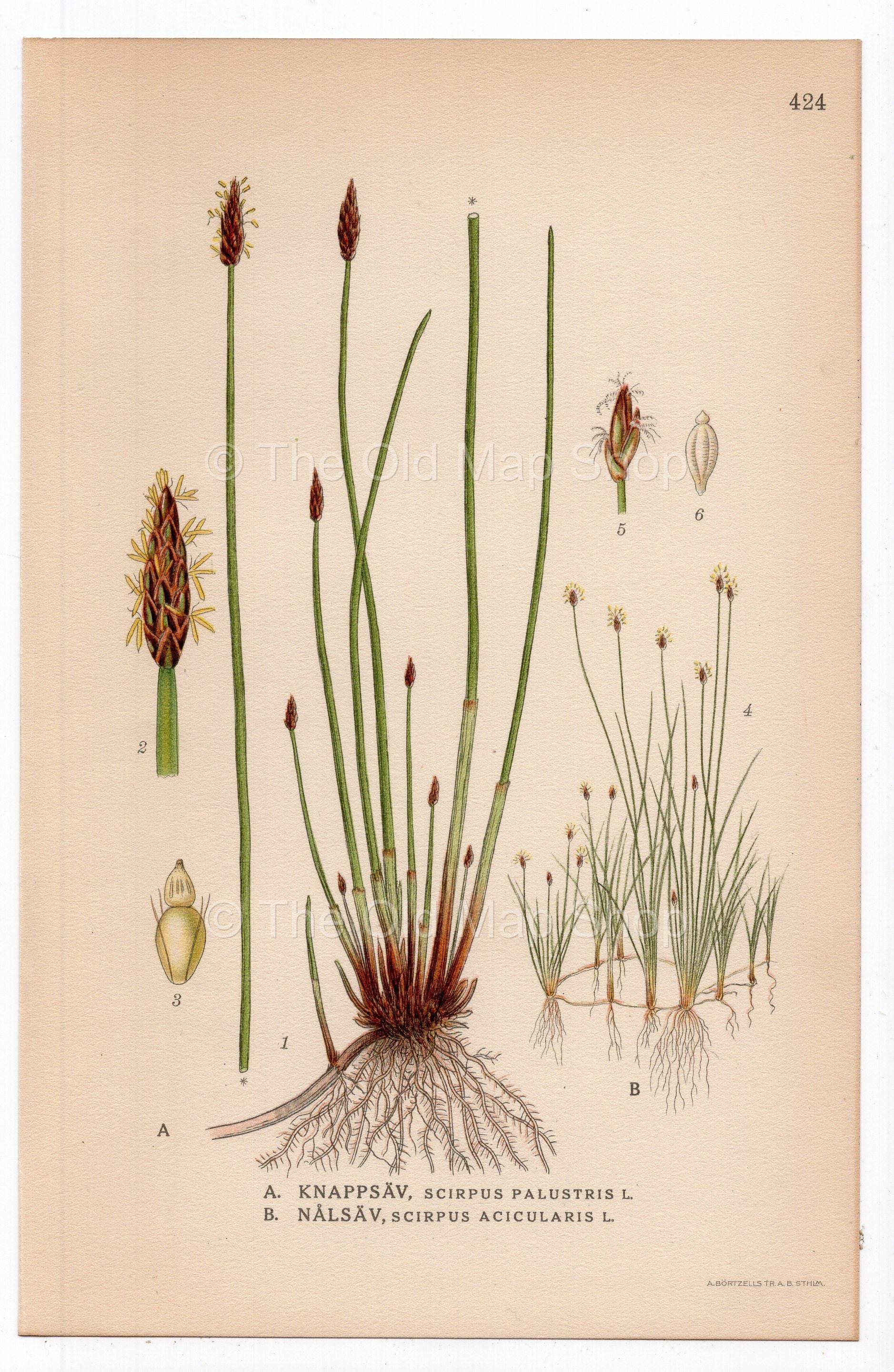 1926 Common Spike-rush, Spikerush (Scirpus palustris, Scirpus acicularis) botanical print by C. A. M. Lindman, Plate 424