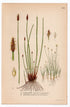 1926 Common Spike-rush, Spikerush (Scirpus palustris, Scirpus acicularis) botanical print by C. A. M. Lindman, Plate 424