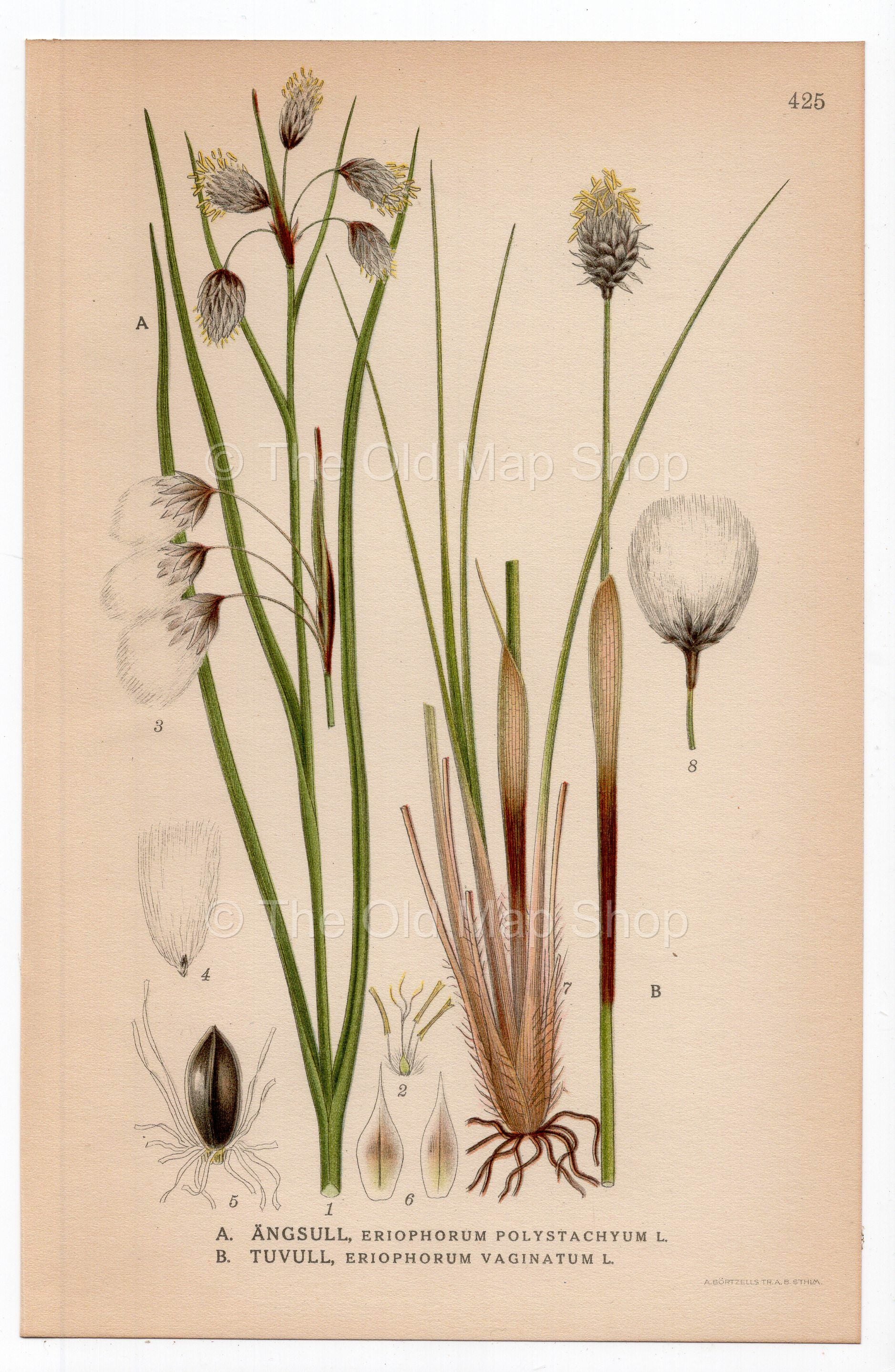 1926 Hare's-tail Cottongrass (Eriophorum polystachyum, Eriophorum vaginatum) botanical print by C. A. M. Lindman, Plate 425