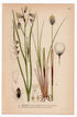 1926 Hare's-tail Cottongrass (Eriophorum polystachyum, Eriophorum vaginatum) botanical print by C. A. M. Lindman, Plate 425