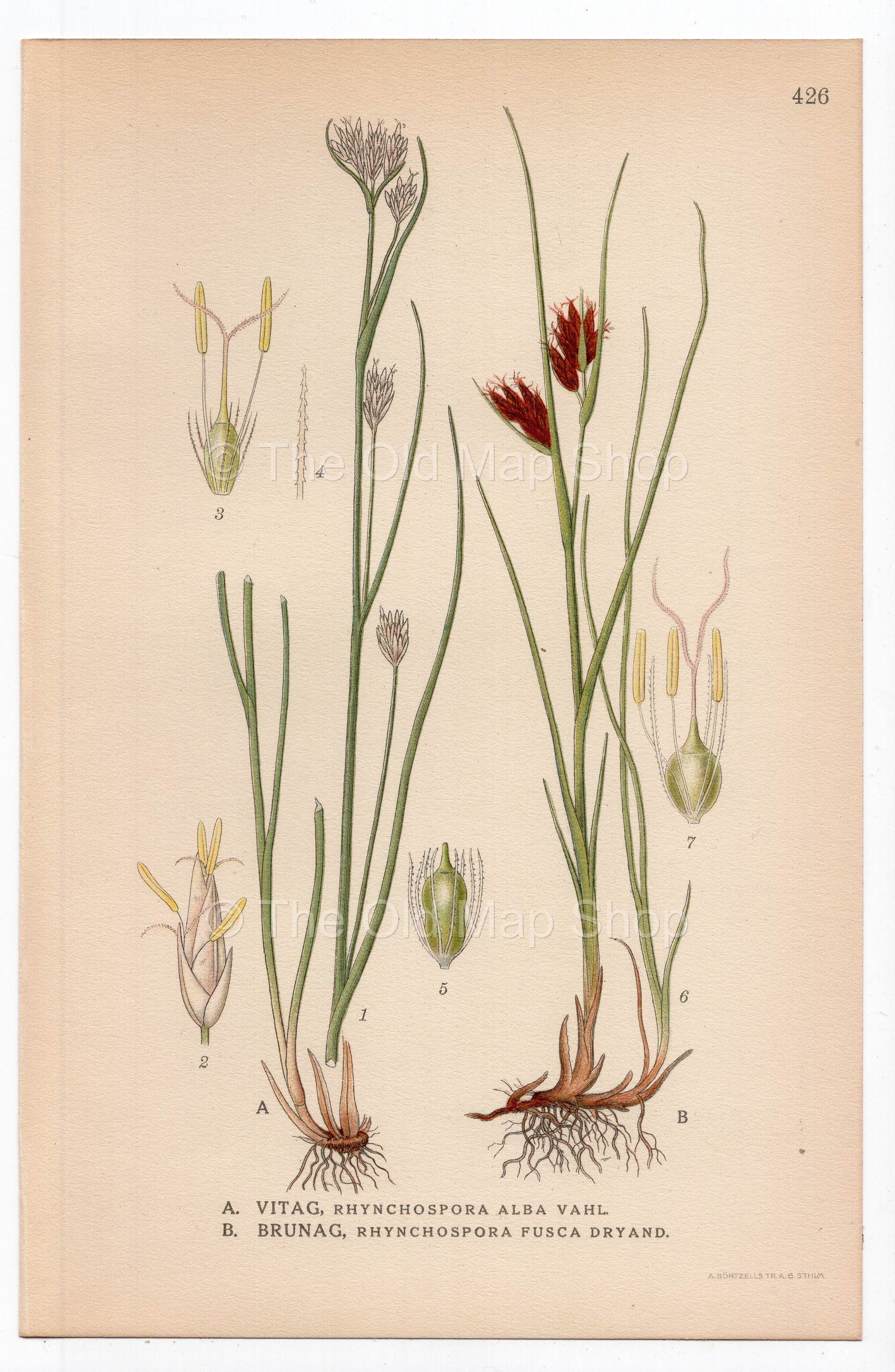 1926 White Beak-sedge, Brown Beakrush (Rhynchospora alba, Rhynchospora fusca) botanical print by C. A. M. Lindman, Plate 426