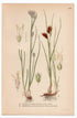 1926 White Beak-sedge, Brown Beakrush (Rhynchospora alba, Rhynchospora fusca) botanical print by C. A. M. Lindman, Plate 426
