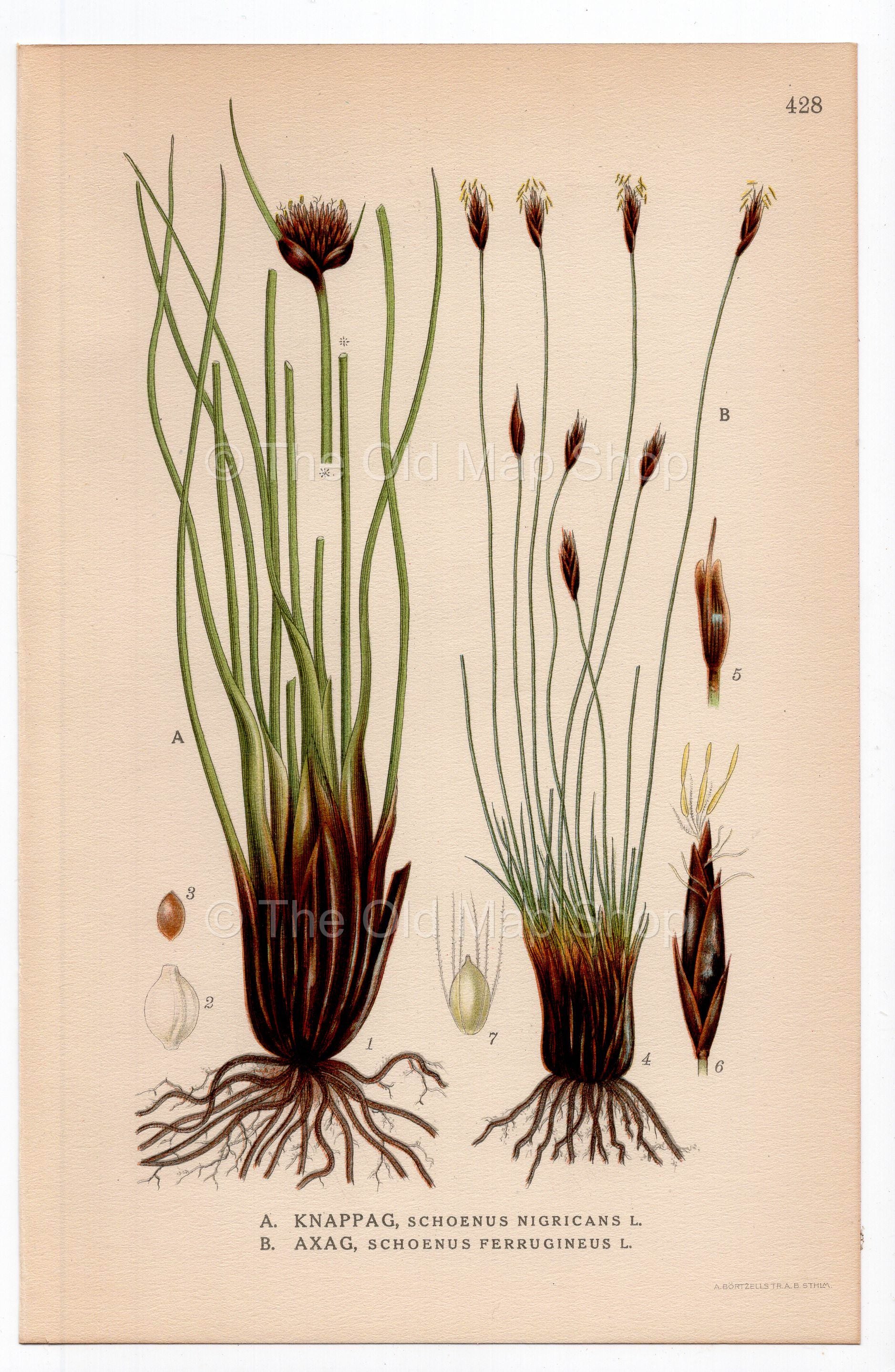 1926 Black bog-rush, Brown bog-rush (Schoenus nigricans, Schoenus ferrugineus) botanical print by C. A. M. Lindman, Plate 428