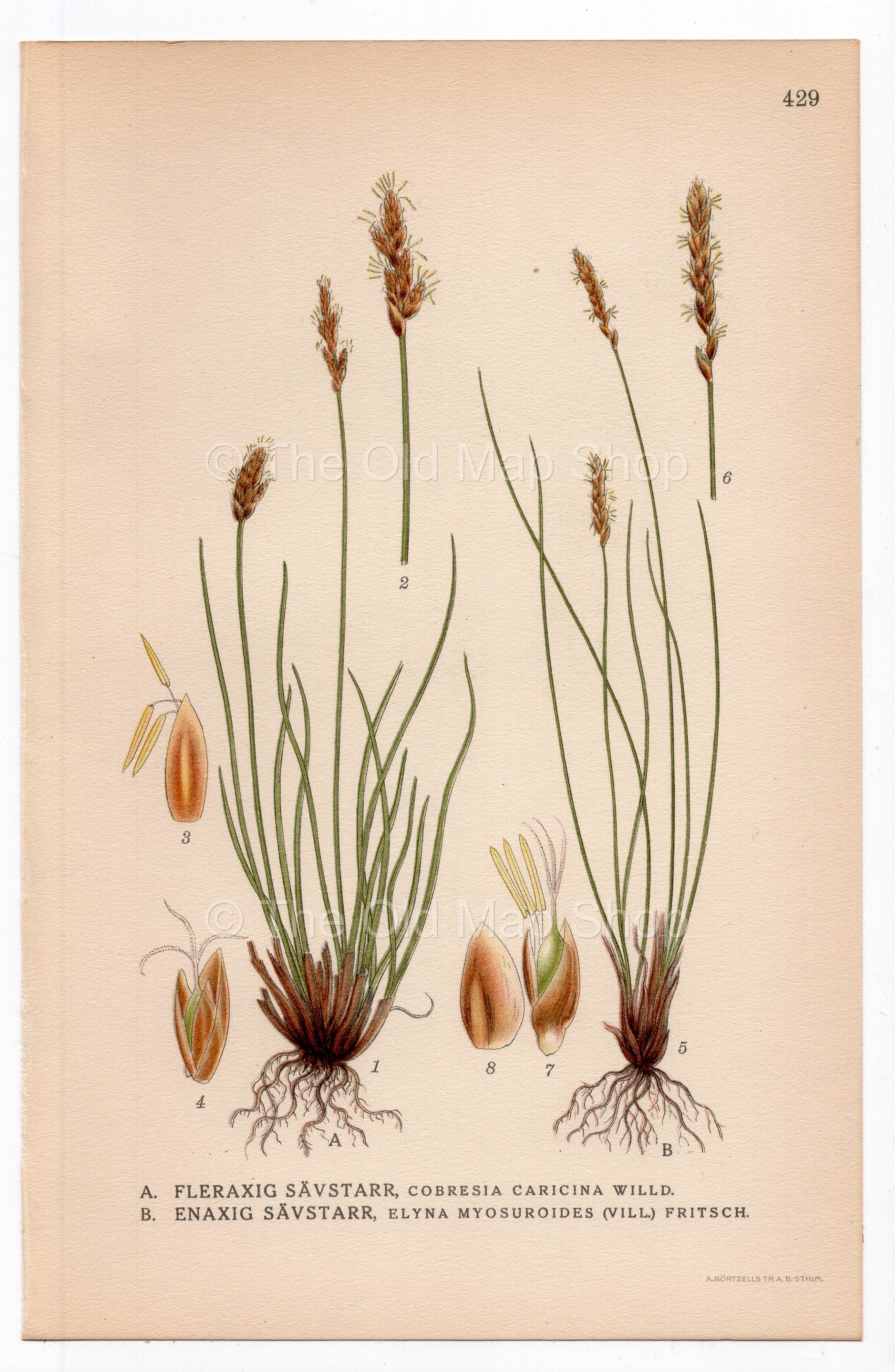 1926 Bog Sedge, Kobresia, Cobresia caricina (Cobresia caricina, Elyna myosuroides) botanical print by C. A. M. Lindman, Plate 429