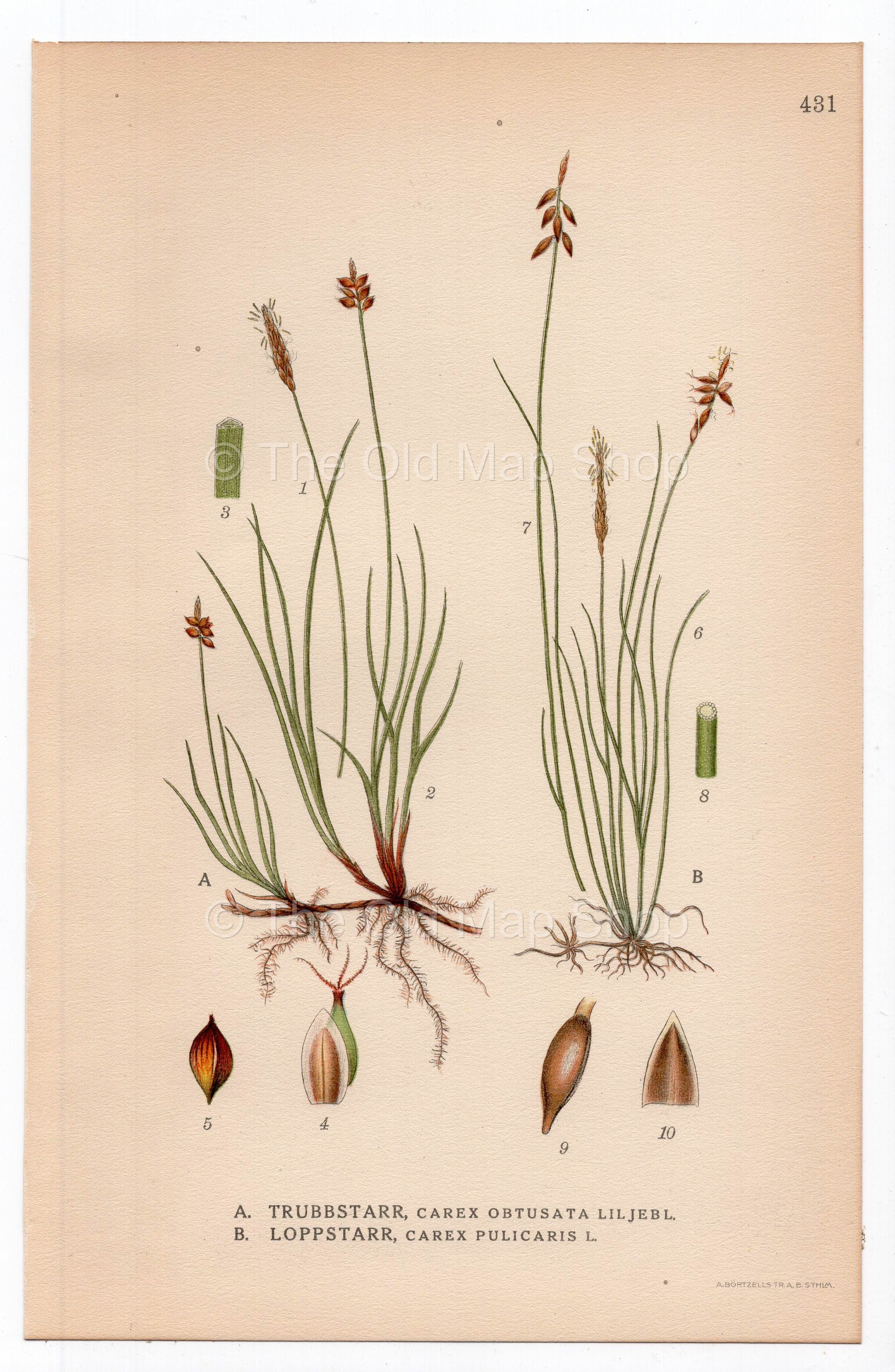 1926 Obtuse sedge, Flea sedge, Carex obtusata (Carex obtusata, Carex pulicaris) botanical print by C. A. M. Lindman, Plate 431
