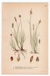 1926 Obtuse sedge, Flea sedge, Carex obtusata (Carex obtusata, Carex pulicaris) botanical print by C. A. M. Lindman, Plate 431