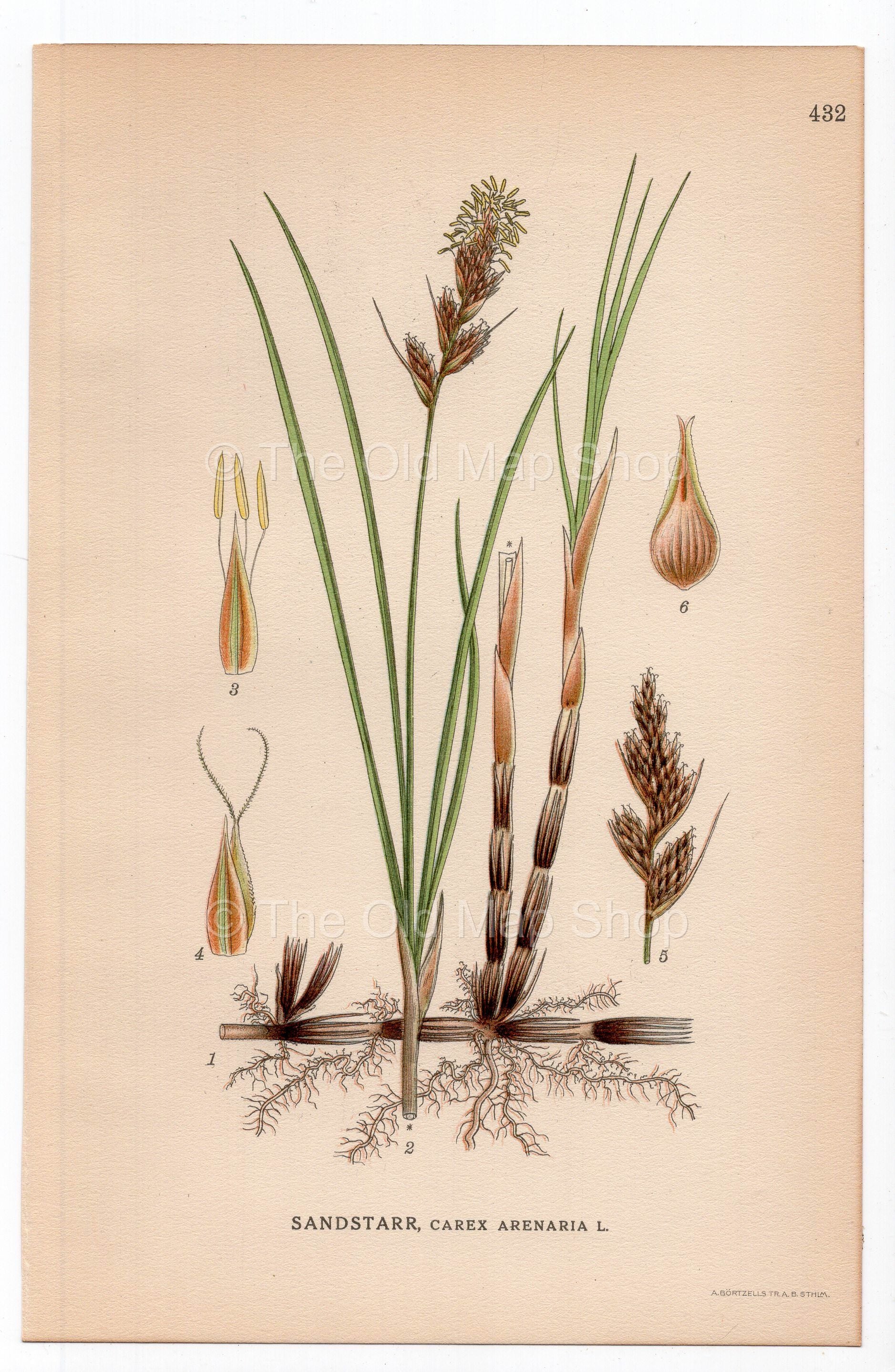 1926 Sand sedge (Carex arenaria) botanical print by C. A. M. Lindman, Plate 432