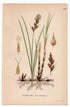 1926 Sand sedge (Carex arenaria) botanical print by C. A. M. Lindman, Plate 432
