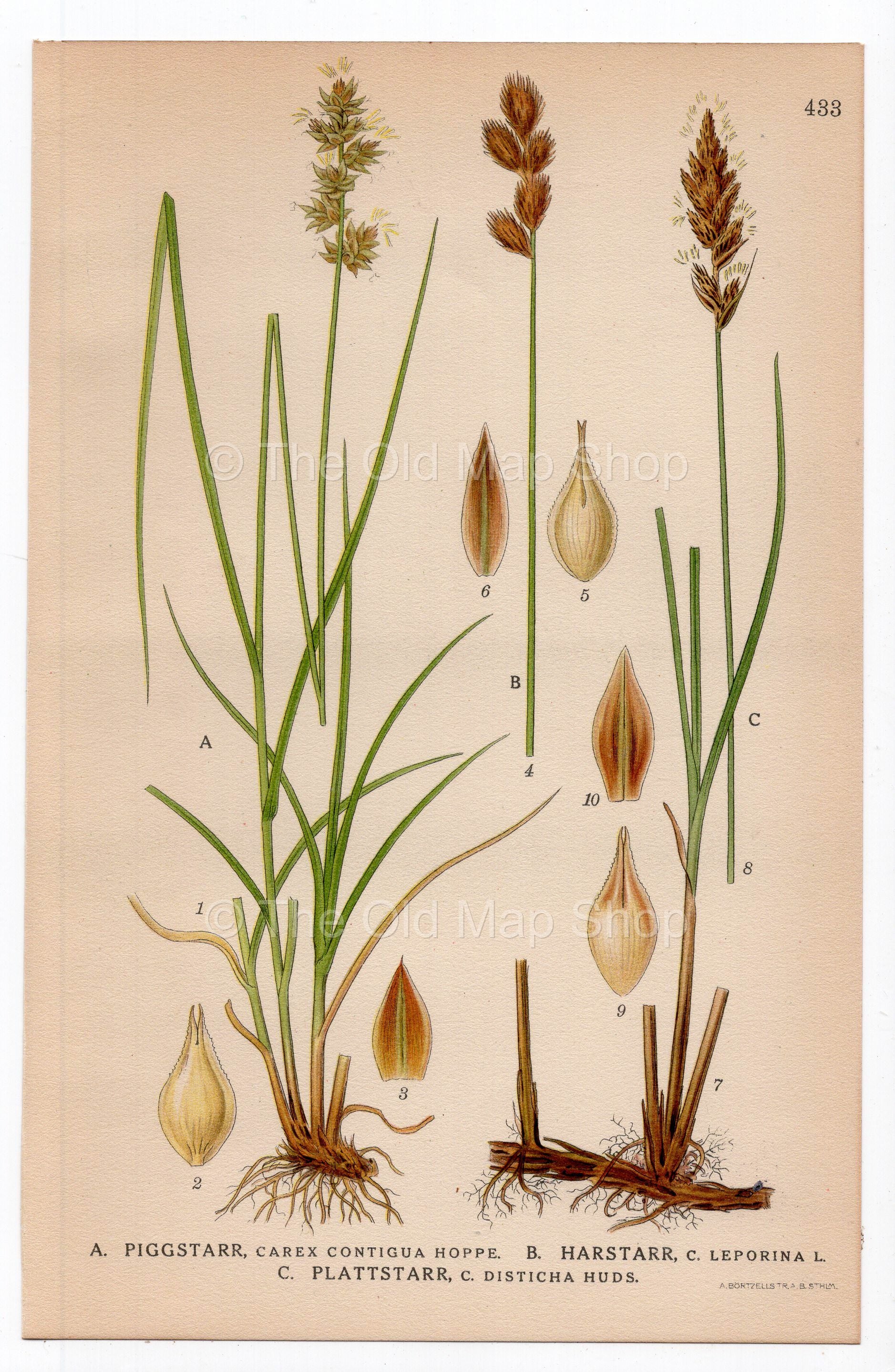 1926 Oval sedge, Brown sedge, Carex spicata (Carex contigua, Leporina, Disticha) botanical print by C. A. M. Lindman, Plate 433