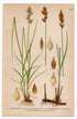 1926 Oval sedge, Brown sedge, Carex spicata (Carex contigua, Leporina, Disticha) botanical print by C. A. M. Lindman, Plate 433