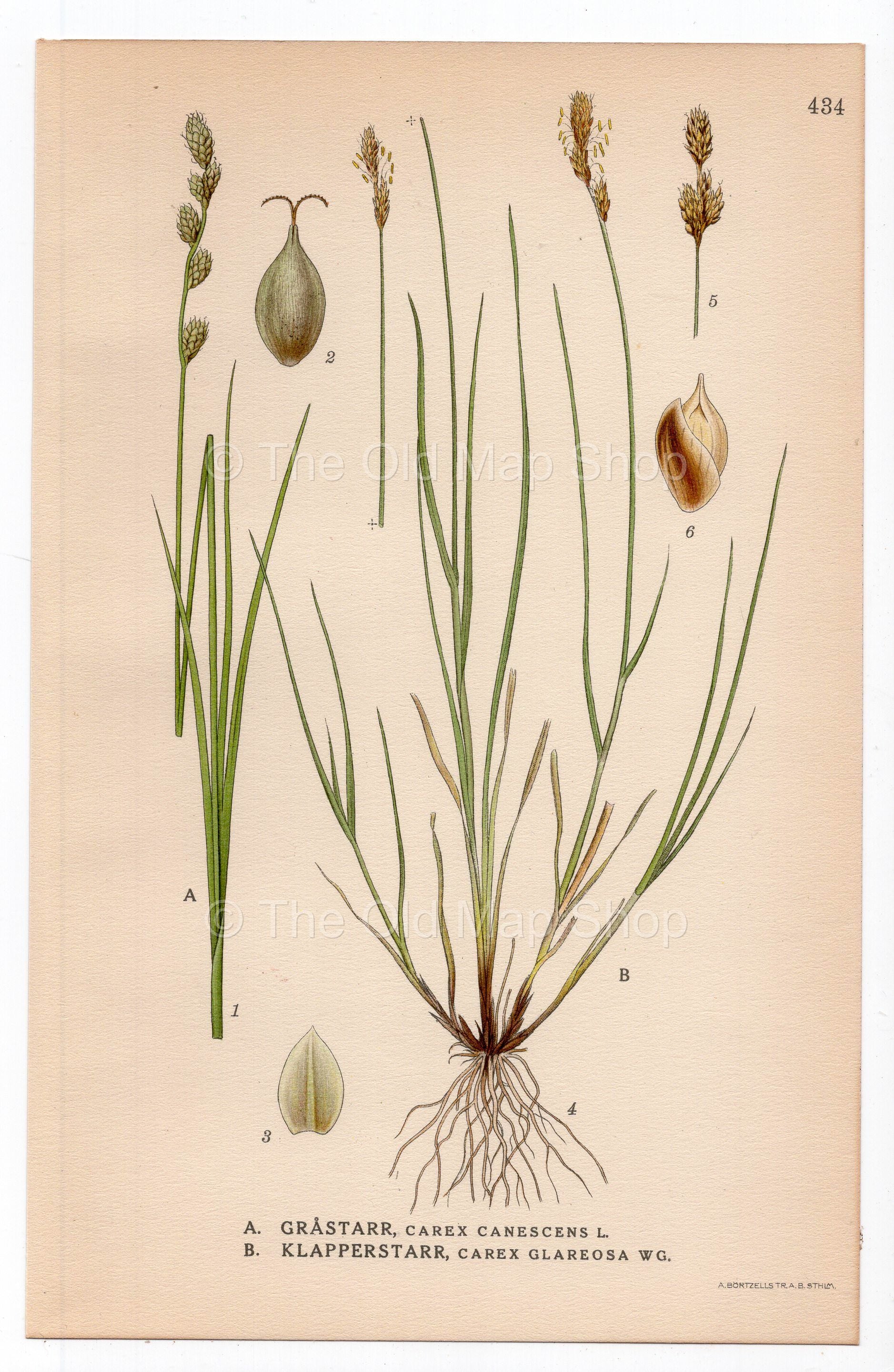 1926 Lesser Saltmarsh Sedge, Carex canescens (Carex canescens, Carex glareosa) botanical print by C. A. M. Lindman, Plate 434