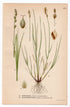 1926 Lesser Saltmarsh Sedge, Carex canescens (Carex canescens, Carex glareosa) botanical print by C. A. M. Lindman, Plate 434