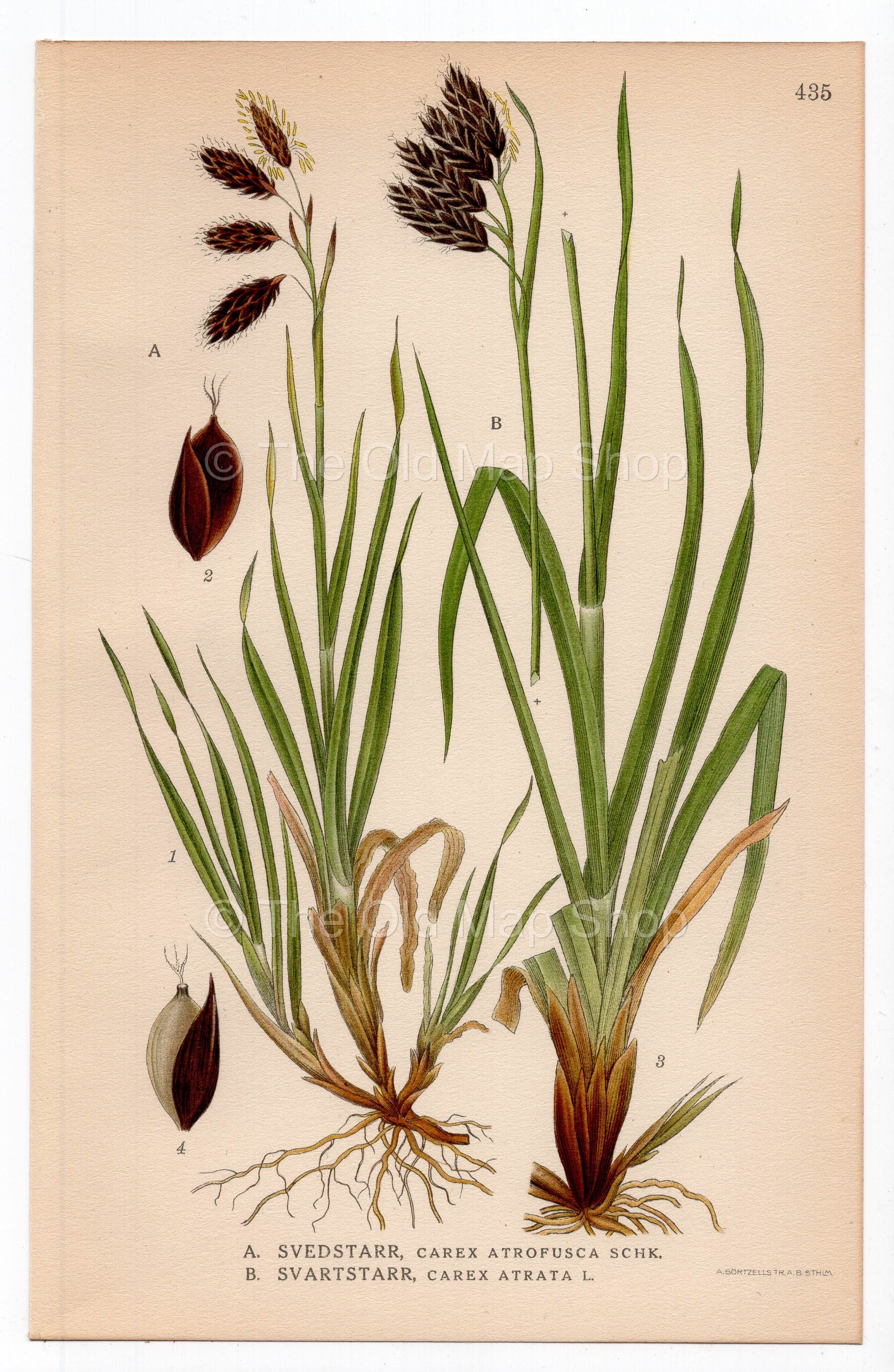 1926 Darkbrown Sedge, Black Alpine Sedge (Carex atrofusca, Carex atrata) botanical print by C. A. M. Lindman, Plate 435