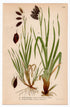 1926 Darkbrown Sedge, Black Alpine Sedge (Carex atrofusca, Carex atrata) botanical print by C. A. M. Lindman, Plate 435